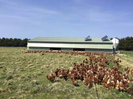 Layer hens outside the shed at a free-range farm. 

Even free-range farms have a multitude of welfare issues, including:
 - Painful de-beaking at the hatchery, to minimise the harm they can do to each other in the confinement of the shed (https://www.farmtransparency.org/videos?id=b4c0eb26f9)
 - Slaughter of all male chicks at the hatchery, usually by shredding them in a 'macerator' (https://www.farmtransparency.org/videos?id=99a1846269). This is standard across all commercial egg hatcheries, regardless of whether the hens end up in caged, barn or free range farms. 
 - Due to decades of genetic manipulation and selective breeding, the hens lay an egg almost every day for a total of up to 330 per year, compared to the 10-15 that a wild hen would lay. This takes a substantial toll on their physical health. 
 - Slaughter of hens from 18 months of age, once their egg-laying has slowed significantly enough for them to be considered 'spent'. Two common methods for killing them are sending them to a slaughterhouse (https://www.farmtransparency.org/videos?id=77d90d11c2), or killing them on on farm using a portable gas chamber.

Chickens naturally form and live within a social hierarchy called a pecking order, but are only able to recognise around 100 other chickens. In sheds or paddocks with thousands of other birds, their inability to maintain this pecking order results in chaos. The weak birds are picked on with no way to escape. Disease spreads rapidly; an outbreak of avian influenza at a New South Wales free range egg farm in 2013, believed to be contracted from wild ducks, led to the culling of over 400,000 farmed hens.

To find out more about Australian egg farming: www.watchdominion.com - Captured at Josh's Rainbow Eggs, Monegeetta VIC Australia.