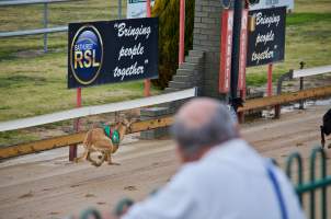 Captured at Bathurst Greyhounds, Gormans Hill NSW Australia.