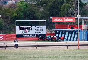 Captured at Bathurst Greyhounds, Gormans Hill NSW Australia.