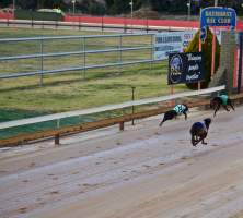 Captured at Bathurst Greyhounds, Gormans Hill NSW Australia.