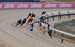 Captured at Bathurst Greyhounds, Gormans Hill NSW Australia.