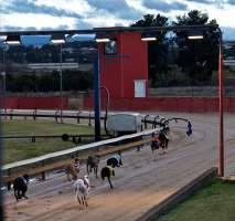 Captured at Bathurst Greyhounds, Gormans Hill NSW Australia.