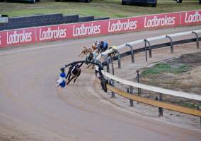 Captured at Bathurst Greyhounds, Gormans Hill NSW Australia.