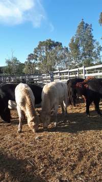 Captured at Hunter Regional Livestock Exchange (HRLX), Clydesdale NSW Australia.