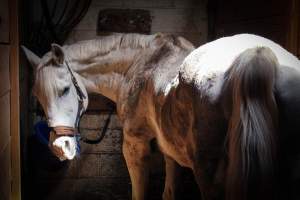 Horses - Pictures taken at the Watchung Stables of horses who are being exploited and some even neglected. - Captured at Watchung Stables, Mountainside NJ United States.