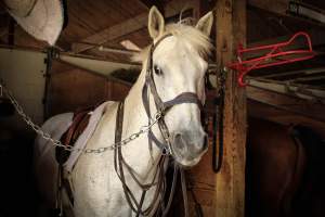 Horses - Pictures taken at the Watchung Stables of horses who are being exploited and some even neglected. - Captured at Watchung Stables, Mountainside NJ United States.