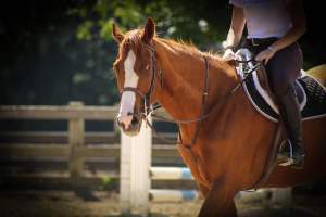 Horses - Pictures taken at the Watchung Stables of horses who are being exploited and some even neglected. - Captured at Watchung Stables, Mountainside NJ United States.