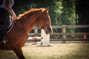 Horses - Pictures taken at the Watchung Stables of horses who are being exploited and some even neglected. - Captured at Watchung Stables, Mountainside NJ United States.