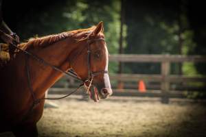 Horses - Pictures taken at the Watchung Stables of horses who are being exploited and some even neglected. - Captured at Watchung Stables, Mountainside NJ United States.