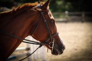 Horses - Pictures taken at the Watchung Stables of horses who are being exploited and some even neglected. - Captured at Watchung Stables, Mountainside NJ United States.