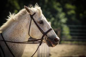 Horses - Pictures taken at the Watchung Stables of horses who are being exploited and some even neglected. - Captured at Watchung Stables, Mountainside NJ United States.