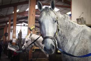 Essex Equestrian Center - Kind horses that greeted us upon entering. - Captured at Essex Equestrian Center/Rocking Horse Rehab, West Orange NJ United States.