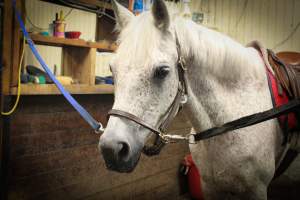 Essex Equestrian Center - A poor pony who's being tacked up to give a little girl a lesson on controlling them. - Captured at Essex Equestrian Center/Rocking Horse Rehab, West Orange NJ United States.