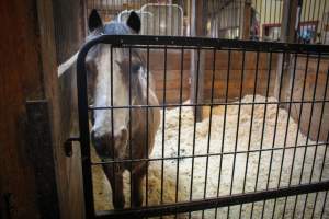 Essex Equestrian Center - A pony who is being kept in this small stall all their life. This facility does not have an outdoor area for the horses at night, the only time they're allowed out is to be painfully ridden. - Captured at Essex Equestrian Center/Rocking Horse Rehab, West Orange NJ United States.