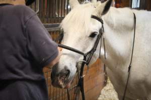 Essex Equestrian Center - Pony being tacked up for a painful ridding lesson, to teach a little girl how to control their every move against their will. - Captured at Essex Equestrian Center/Rocking Horse Rehab, West Orange NJ United States.