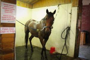 Essex Equestrian Center - This horse was NOT happy about going in here. They kept fighting it and fighting it. - Captured at Essex Equestrian Center/Rocking Horse Rehab, West Orange NJ United States.