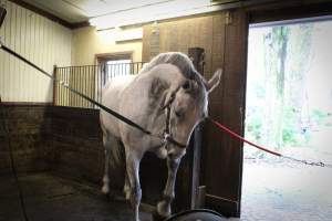Essex Equestrian Center - The horses we were greeted with upon entrance were still in the same spot when we left. They started bobbing their heads and scrapping the floor after being there for awhile. - Captured at Essex Equestrian Center/Rocking Horse Rehab, West Orange NJ United States.