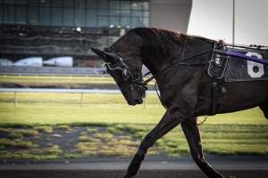 Meadowlands Racing - Photos taken at the Meadowlands Racetrack, located in New Jersey. These horses being used are only around the ages of 1-3 years old. Their bone structures aren't even finished maturing, yet the industry forces them into racing. They painfully whipped these animals to make them trot faster, yet they aren't allowed to canter or gallop, which can be very confusing for the horse. - Captured at Meadowlands Racing, East Rutherford NJ United States.