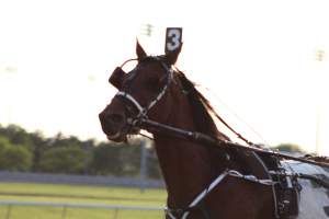 Meadowlands Racing - Photos taken at the Meadowlands Racetrack, located in New Jersey. These horses being used are only around the ages of 1-3 years old. Their bone structures aren't even finished maturing, yet the industry forces them into racing. They painfully whipped these animals to make them trot faster, yet they aren't allowed to canter or gallop, which can be very confusing for the horse. - Captured at Meadowlands Racing, East Rutherford NJ United States.