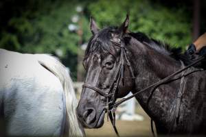 Watchung Stables - Horses being exploited at the Watchung Stables, located in Watchung, New Jersey. - Captured at Watchung Stables, Mountainside NJ United States.