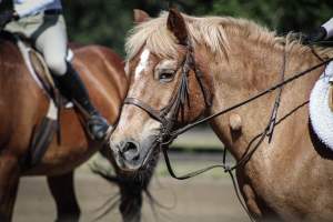 Watchung Stables - Horses being exploited at the Watchung Stables, located in Watchung, New Jersey. - Captured at Watchung Stables, Mountainside NJ United States.