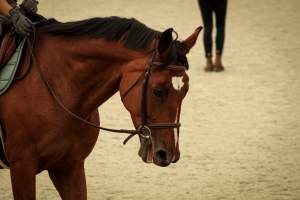 Watchung Stables - Horses being exploited at the Watchung Stables, located in Watchung, New Jersey. - Captured at Watchung Stables, Mountainside NJ United States.