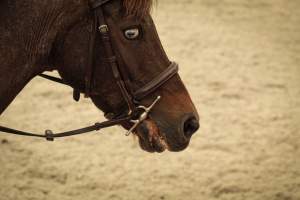 Watchung Stables - Horses being exploited at the Watchung Stables, located in Watchung, New Jersey. - Captured at Watchung Stables, Mountainside NJ United States.