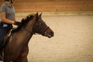 Watchung Stables - Horses being exploited at the Watchung Stables, located in Watchung, New Jersey. - Captured at Watchung Stables, Mountainside NJ United States.