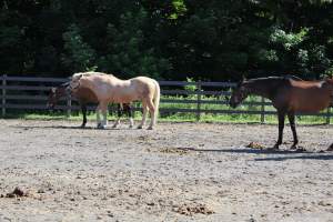 Watchung Stables - Horses being exploited at the Watchung Stables, located in Watchung, New Jersey. - Captured at Watchung Stables, Mountainside NJ United States.