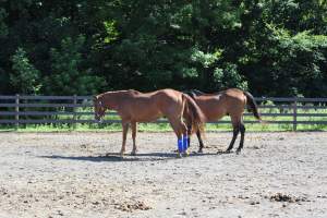 Watchung Stables - Horses being exploited at the Watchung Stables, located in Watchung, New Jersey. - Captured at Watchung Stables, Mountainside NJ United States.