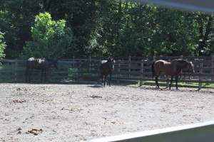 Watchung Stables - Horses being exploited at the Watchung Stables, located in Watchung, New Jersey. - Captured at Watchung Stables, Mountainside NJ United States.