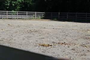 Watchung Stables - Horses being exploited at the Watchung Stables, located in Watchung, New Jersey. - Captured at Watchung Stables, Mountainside NJ United States.