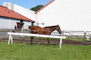 Watchung Stables - Horses being exploited at the Watchung Stables, located in Watchung, New Jersey. - Captured at Watchung Stables, Mountainside NJ United States.