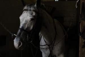 Watchung Stables - Horses being exploited at the Watchung Stables, located in Watchung, New Jersey. - Captured at Watchung Stables, Mountainside NJ United States.