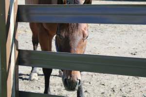 Watchung Stables - Horses being exploited at the Watchung Stables, located in Watchung, New Jersey. - Captured at Watchung Stables, Mountainside NJ United States.