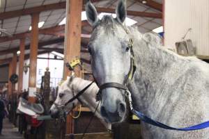 Essex Equestrian Center - Pictures taken inside the Essex Equestrian Center, located in West Orange, New Jersey. - Captured at Essex Equestrian Center/Rocking Horse Rehab, West Orange NJ United States.