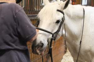 Essex Equestrian Center - Pictures taken inside the Essex Equestrian Center, located in West Orange, New Jersey. - Captured at Essex Equestrian Center/Rocking Horse Rehab, West Orange NJ United States.