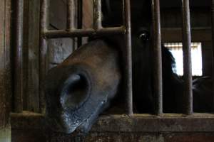 Red Oak Farm - Photos taken inside Red Oak Farm, a horse stable in northern New Jersey. A study shows that horses highly prefer human interaction over locomotion, so these are photos of the sweet horses that were locked up all day, coming over to say hello. - Captured at Red Oak Farm, Long Hill NJ United States.