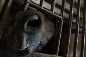 Red Oak Farm - Photos taken inside Red Oak Farm, a horse stable in northern New Jersey. A study shows that horses highly prefer human interaction over locomotion, so these are photos of the sweet horses that were locked up all day, coming over to say hello. - Captured at Red Oak Farm, Long Hill NJ United States.