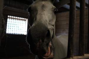 Red Oak Farm - Photos taken inside Red Oak Farm, a horse stable in northern New Jersey. A study shows that horses highly prefer human interaction over locomotion, so these are photos of the sweet horses that were locked up all day, coming over to say hello. - Captured at Red Oak Farm, Long Hill NJ United States.