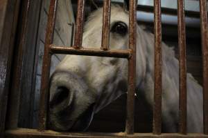 Red Oak Farm - Photos taken inside Red Oak Farm, a horse stable in northern New Jersey. A study shows that horses highly prefer human interaction over locomotion, so these are photos of the sweet horses that were locked up all day, coming over to say hello. - Captured at Red Oak Farm, Long Hill NJ United States.