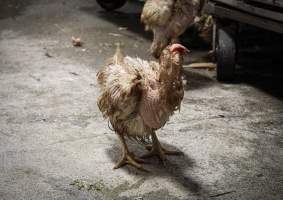 Pepe's Poultry Market - Photos taken inside Pepe's Poultry Market, located in Newark, New Jersey. - Captured at Pepe's Poultry Market LLC, Newark NJ United States.