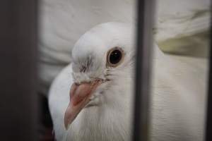 Pepe's Poultry Market - Photos taken inside Pepe's Poultry Market, located in Newark, New Jersey. - Captured at Pepe's Poultry Market LLC, Newark NJ United States.