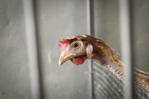 Pepe's Poultry Market - Photos taken inside Pepe's Poultry Market, located in Newark, New Jersey. - Captured at Pepe's Poultry Market LLC, Newark NJ United States.