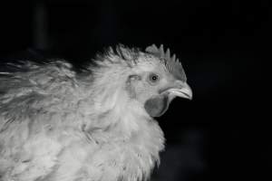 RSPCA Approved Chicken - Captured at Londonderry Road, Londonderry NSW.