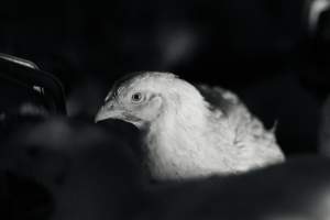 RSPCA Approved Chicken - Captured at Londonderry Road, Londonderry NSW.