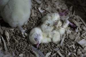 RSPCA Approved Chicken - Captured at Londonderry Road, Londonderry NSW.