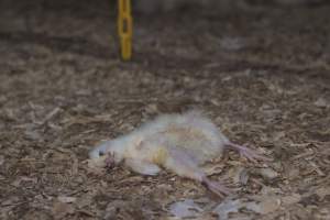 RSPCA Approved Chicken - Captured at Londonderry Road, Londonderry NSW.