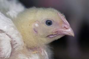 RSPCA Approved Chicken - Captured at Londonderry Road, Londonderry NSW.