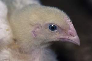 RSPCA Approved Chicken - Captured at Londonderry Road, Londonderry NSW.